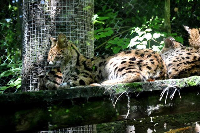 min 2013 07 06 beauval 172